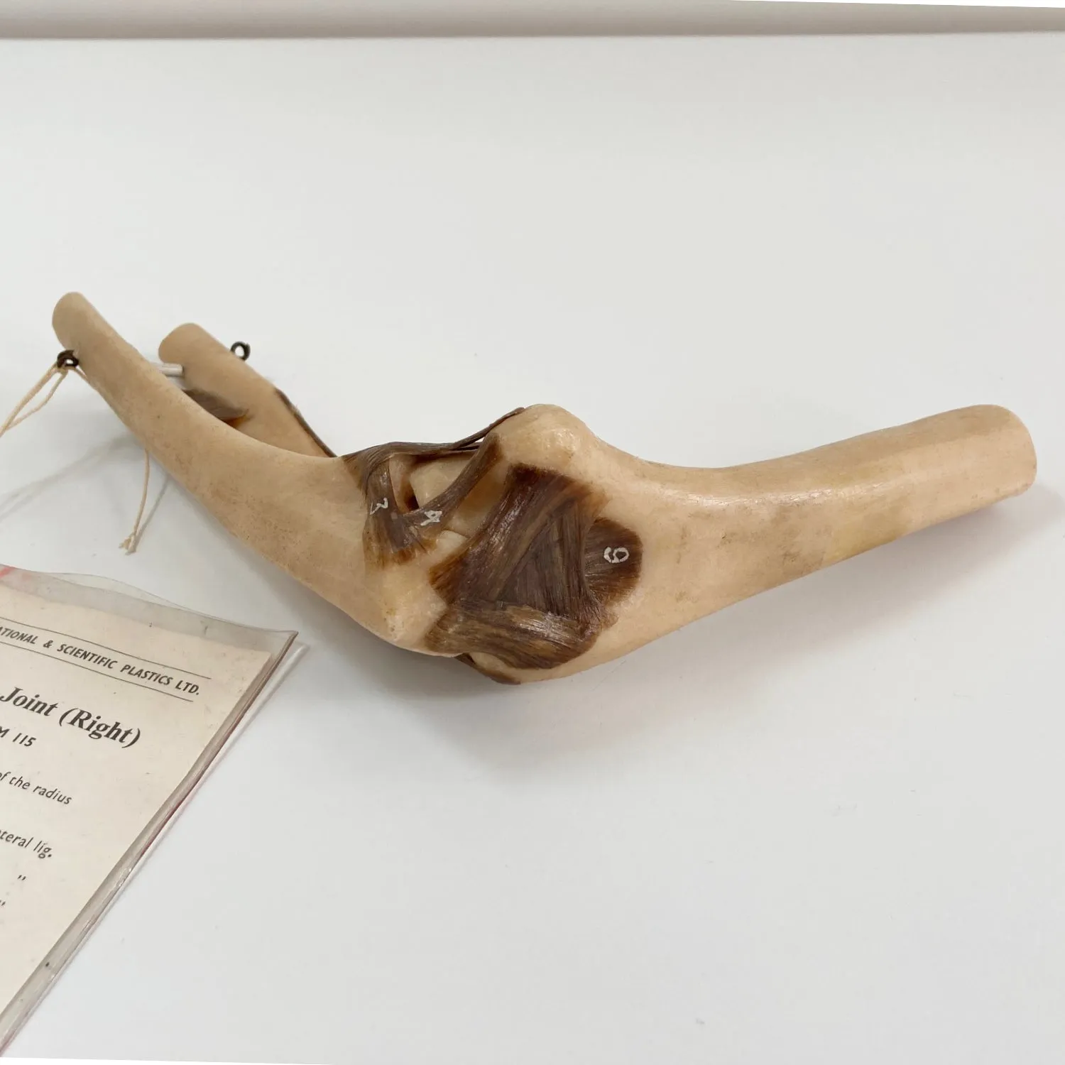 Anatomical Elbow Joint Model by Educational & Scientific Plastics Ltd