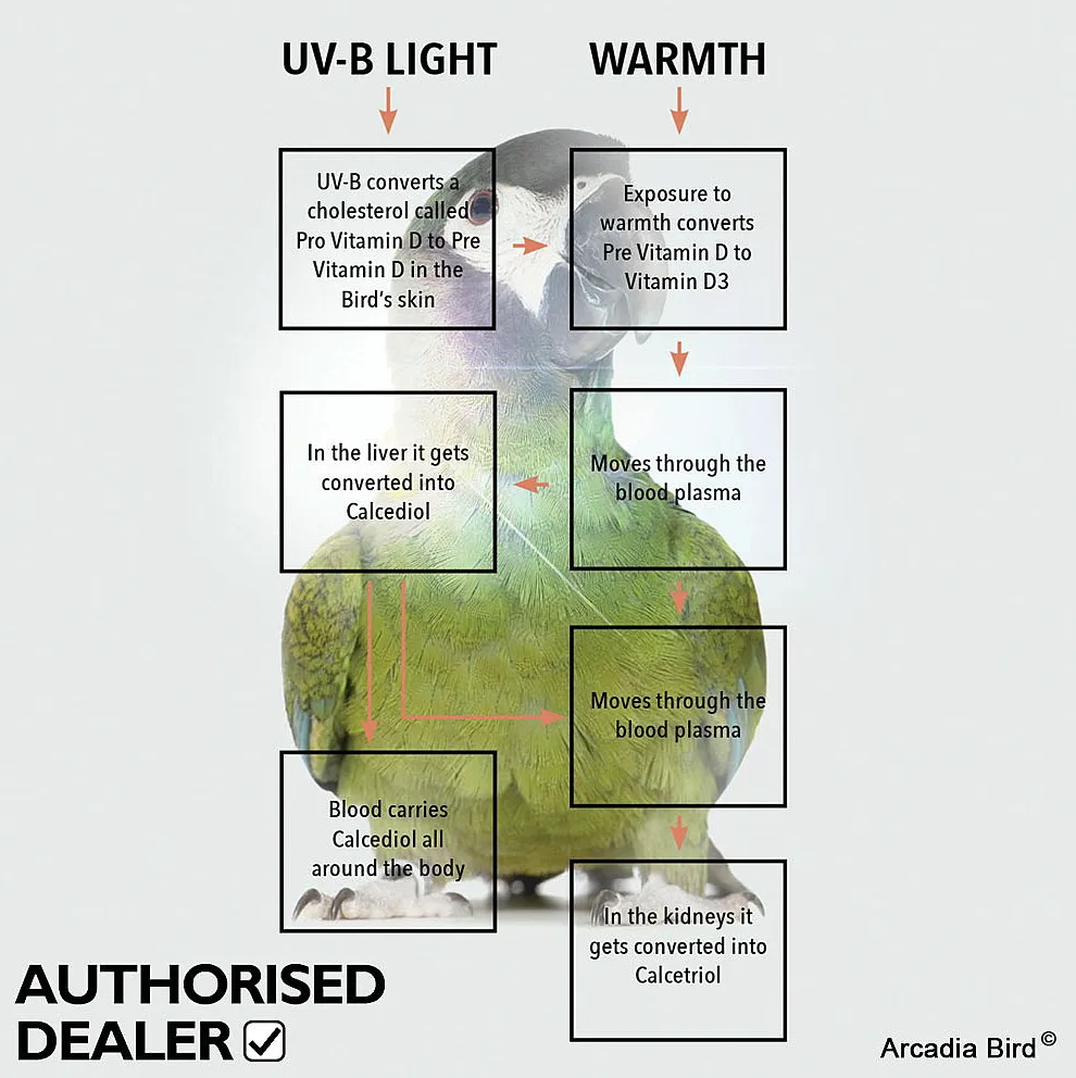 ARCADIA (BIRD) Pure Sun Mini (T5 / 8W / Bird Lighting Kit)