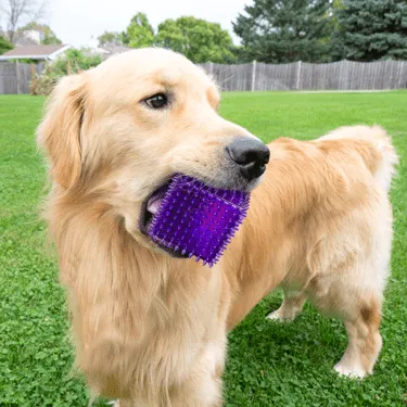 Gnawsome Spiky Squeaker Cube Dog Toy