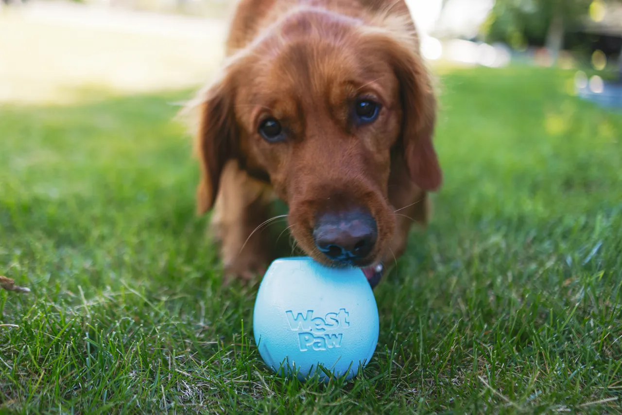 Interactive puzzle, food-dispensing dog toy, Zogoflex Echo Rumbl (New Colours)