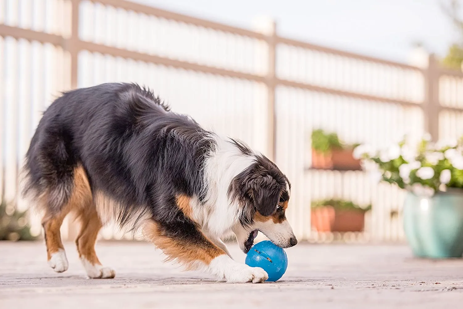 Interactive, Treat-dispensing Dog Toy, Orbee-Tuff Ball, Guru Royal Blue