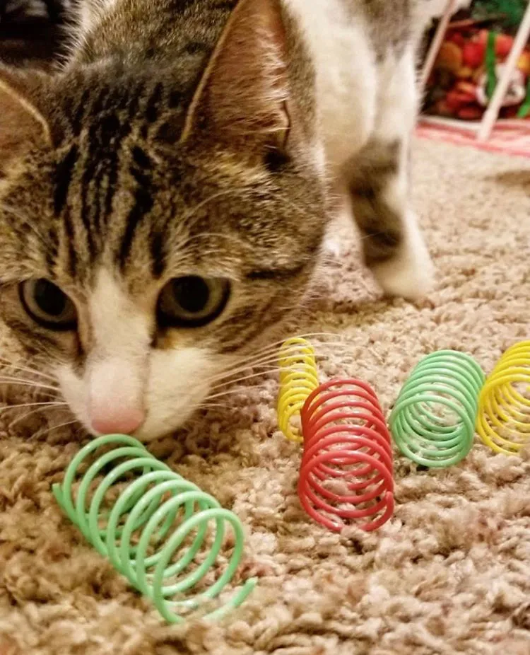 Spot Colorful Springs Thin 10-Pack, Cat Toy