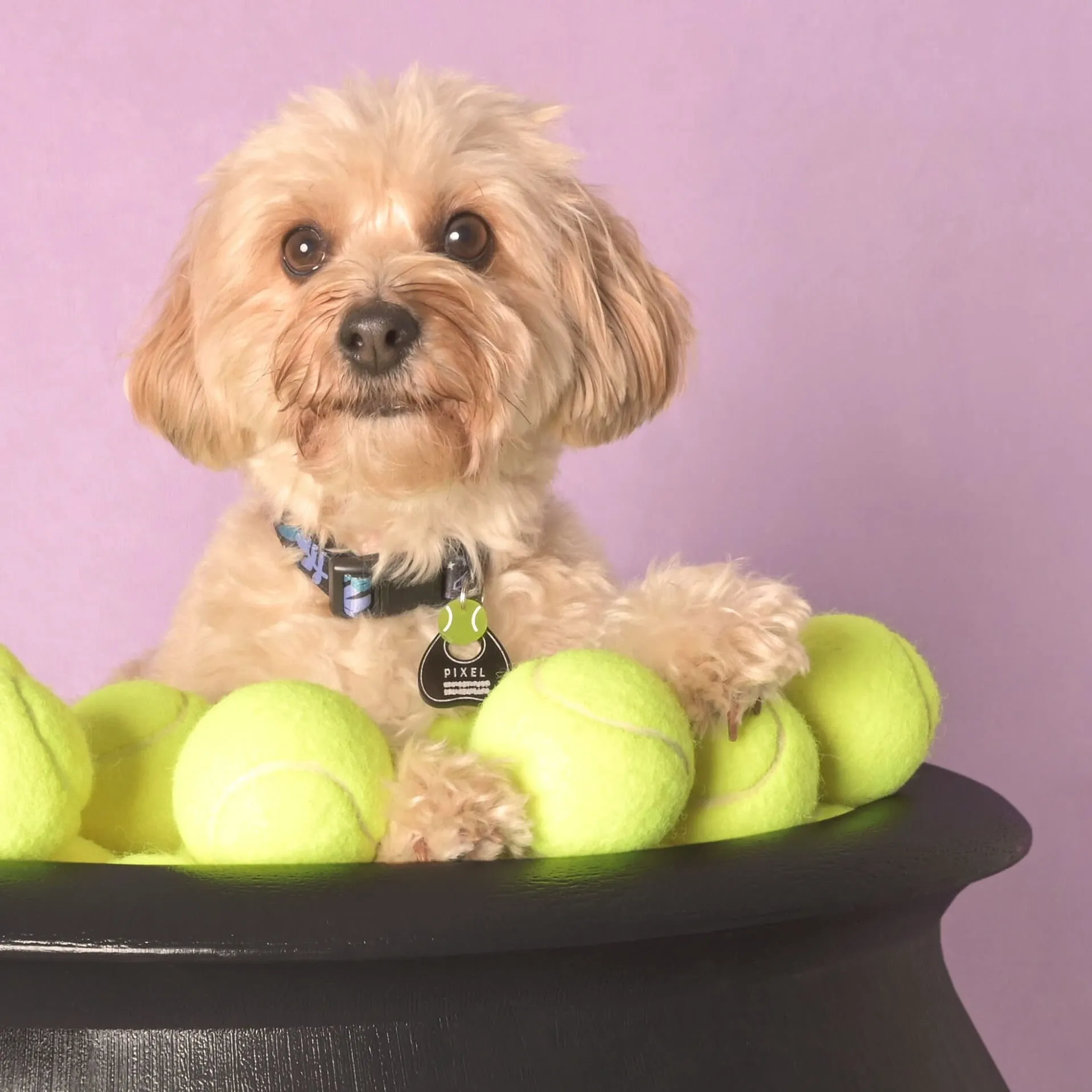 Tennis Ball, Seasonal Mini